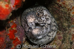 Smile! by Michael Schlenk 